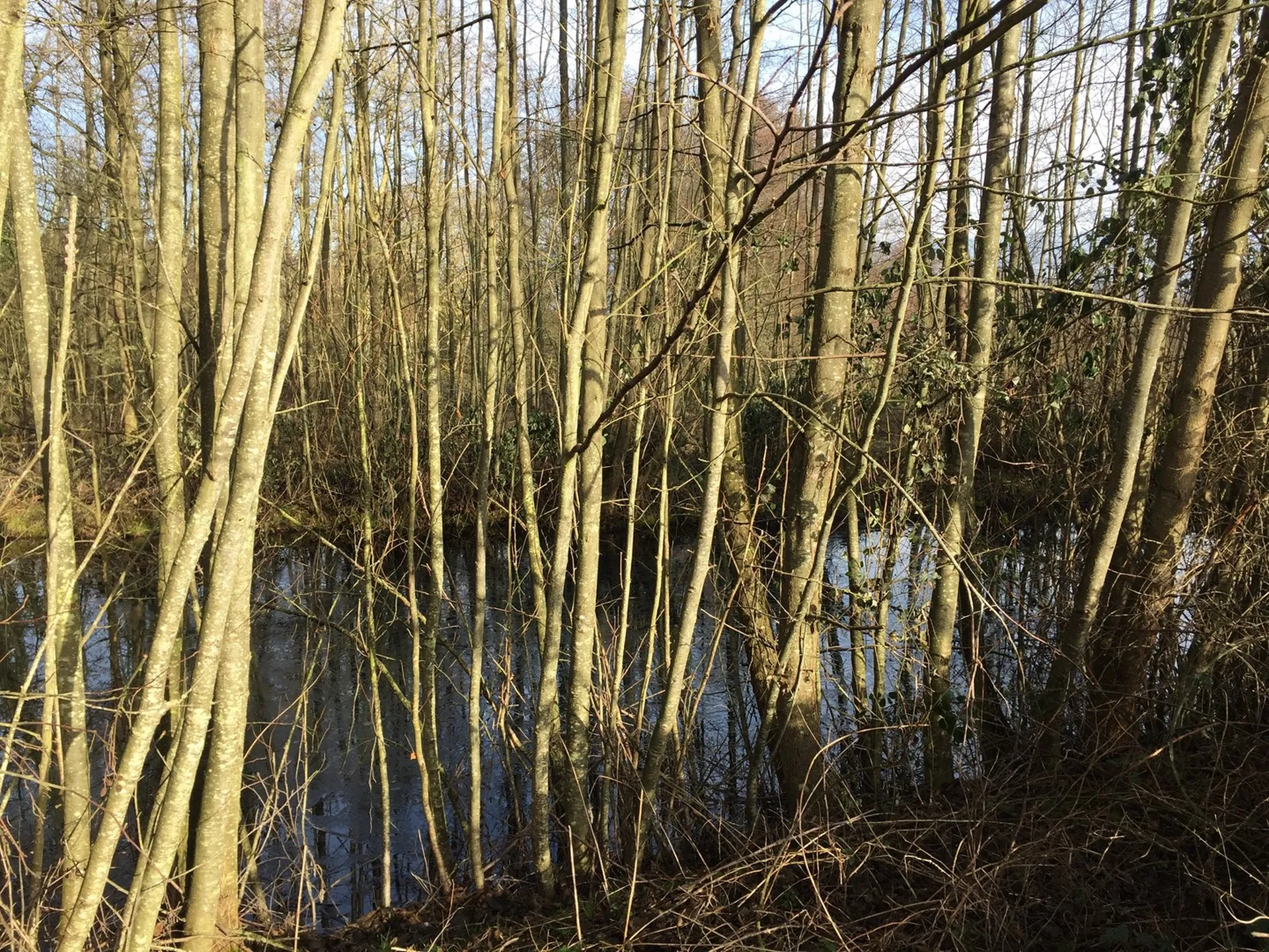maison à vendre Deauville et Pont l'Evêque