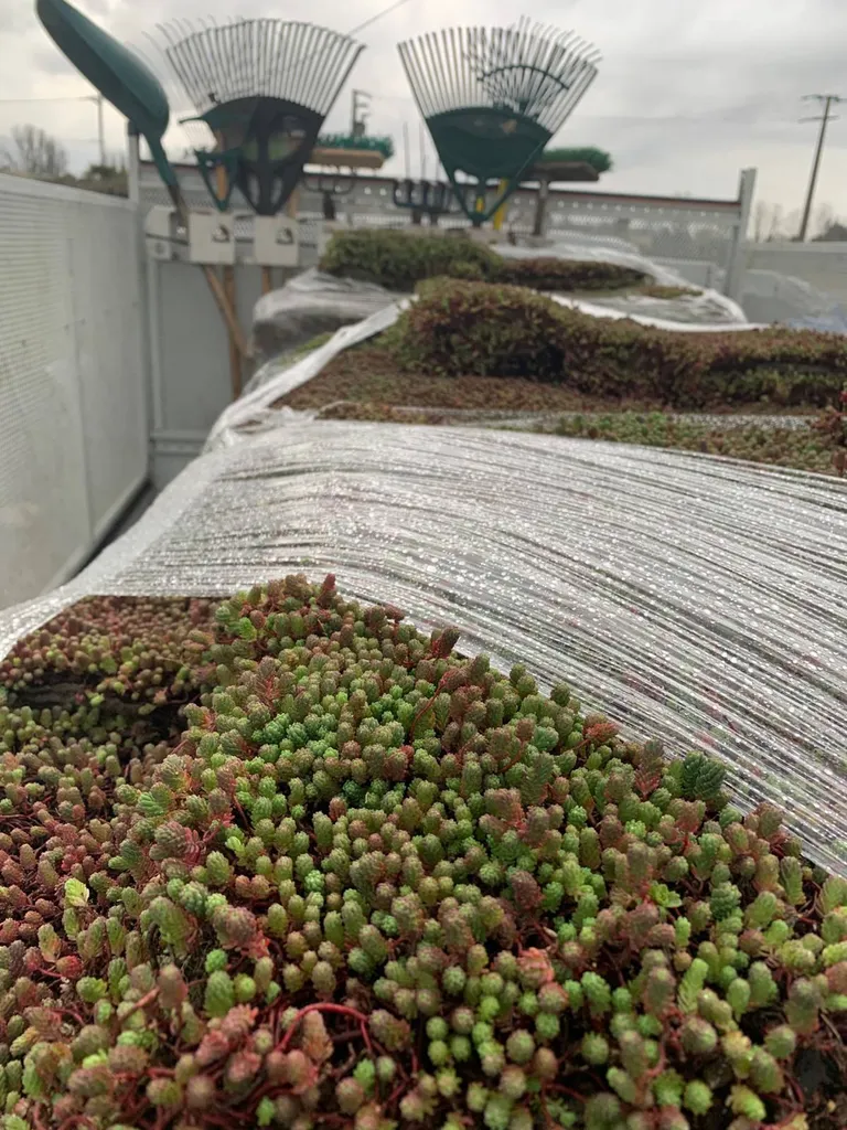 Installer une toiture végétalisée par un paysagiste près de Mimizan