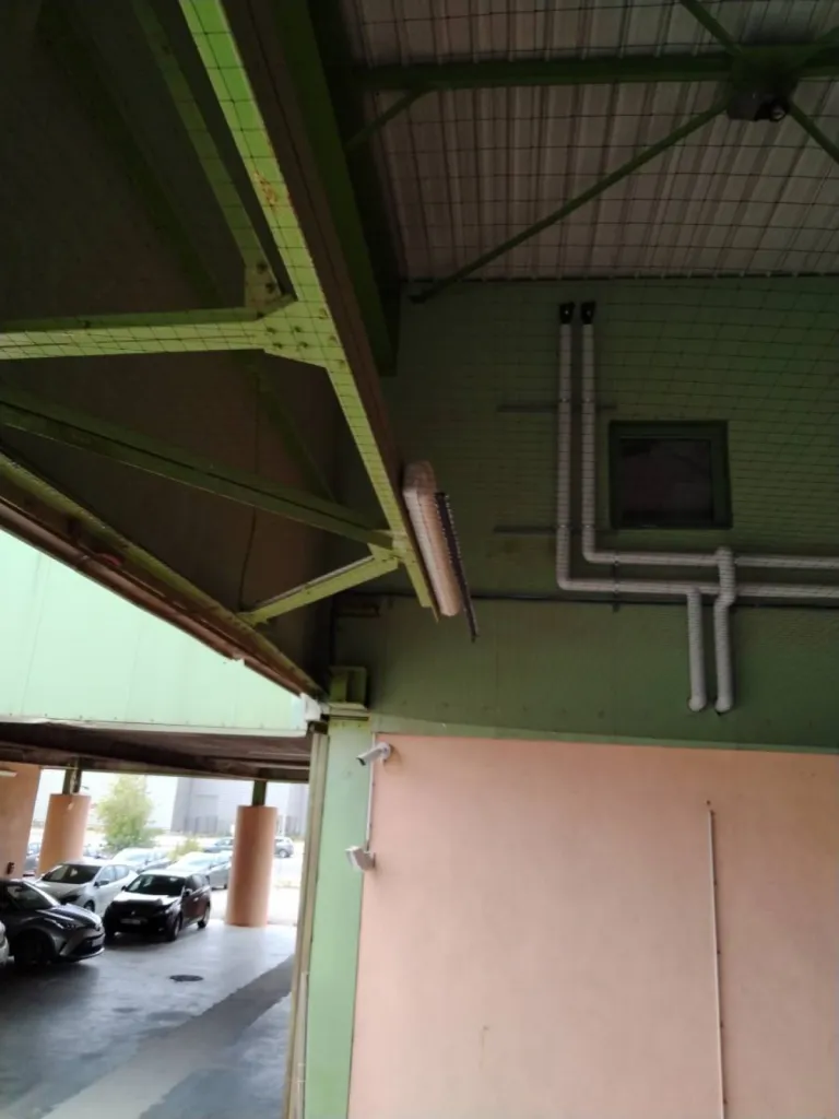 Gardanne invasion pigeon