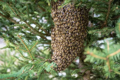 Intervention sur essaim d’abeilles à Lisieux – prise en charge respectueuse