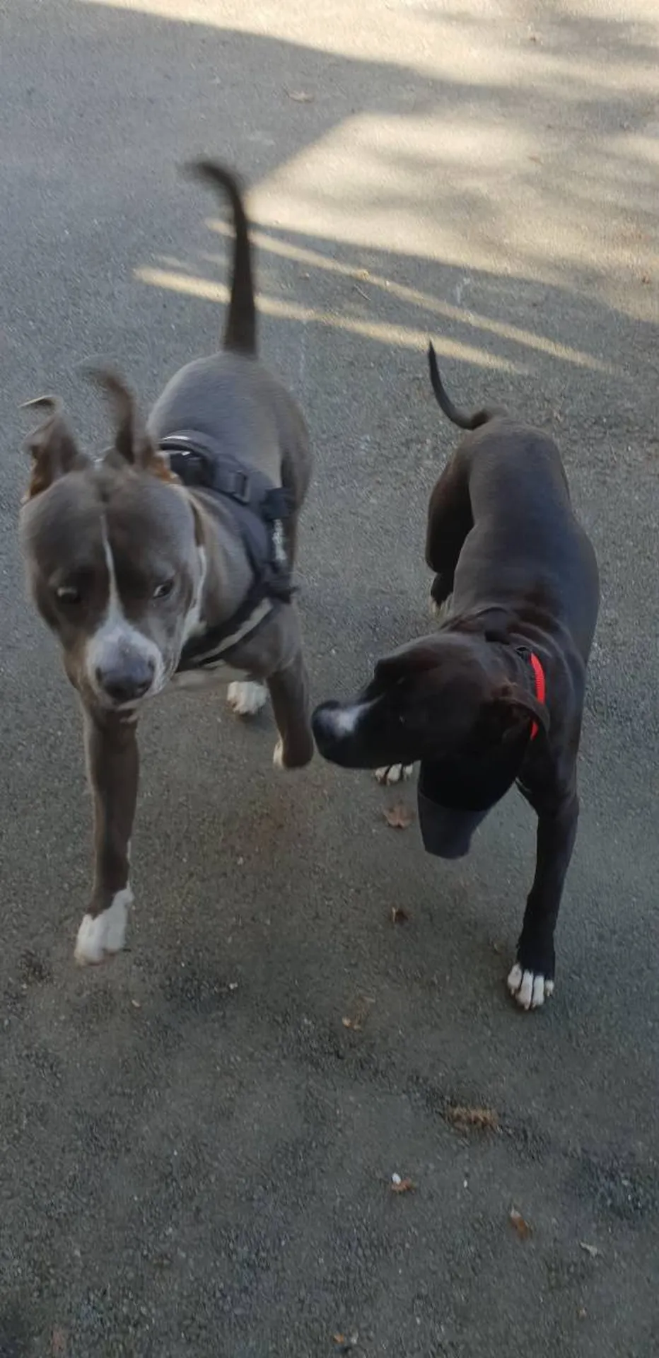 molosse gris bordeaux