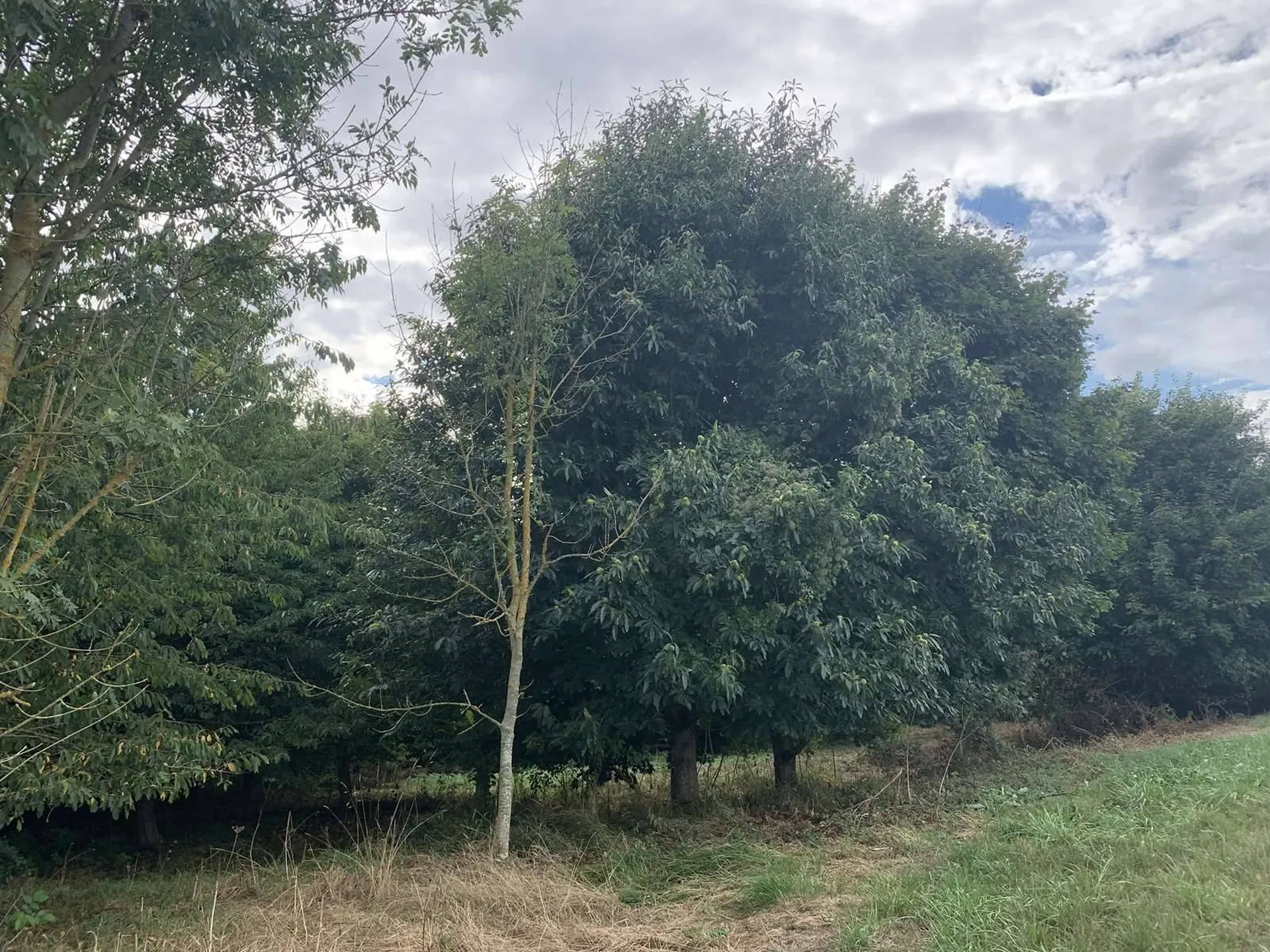 SUD PAYS D'AUGE CALVADOS  A VENDRE TERRAIN AGRICOLE DE 4 HA 70 A