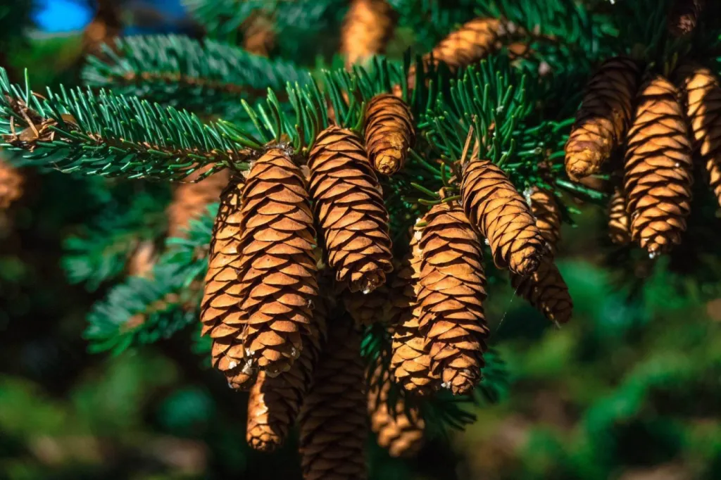 Elaguer et entretenir un sapin trop haut dans mon jardin à Ecully