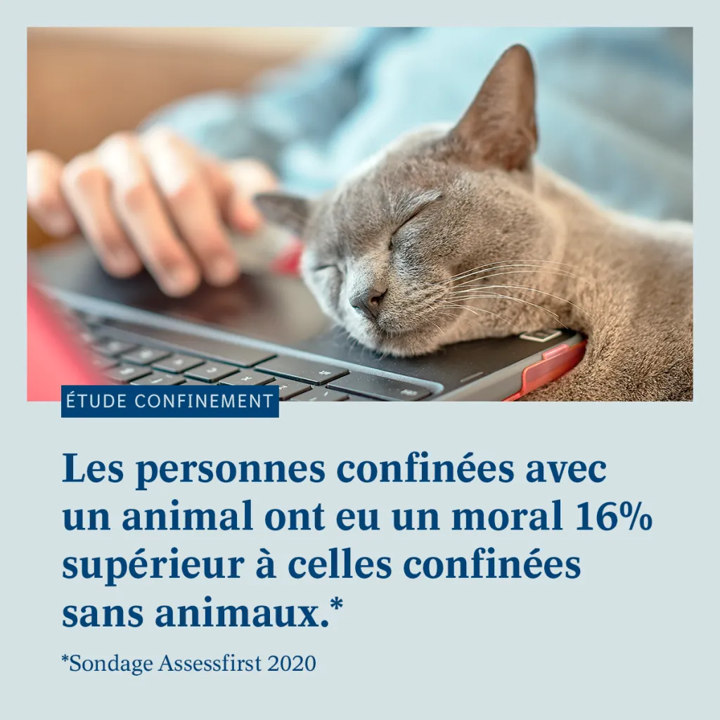 ANIMAUX ET CONFINEMENT : le moral en hausse !