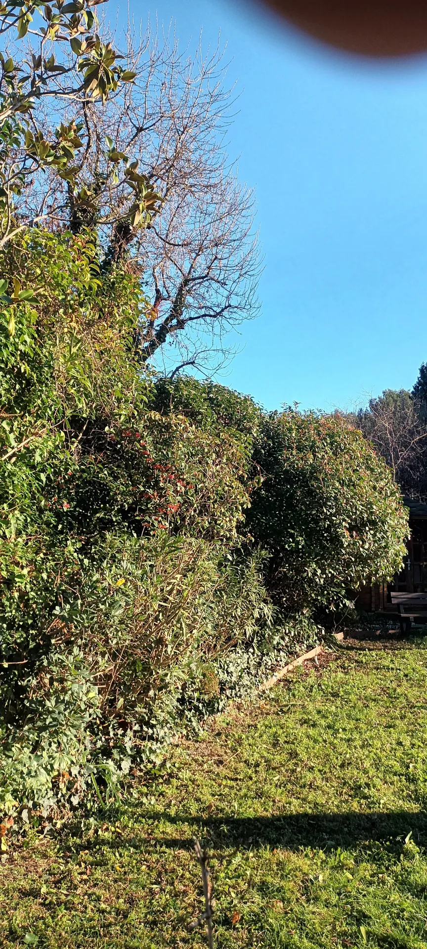 Tailles haie et Oliviers dans le 12ème à Marseille. 
