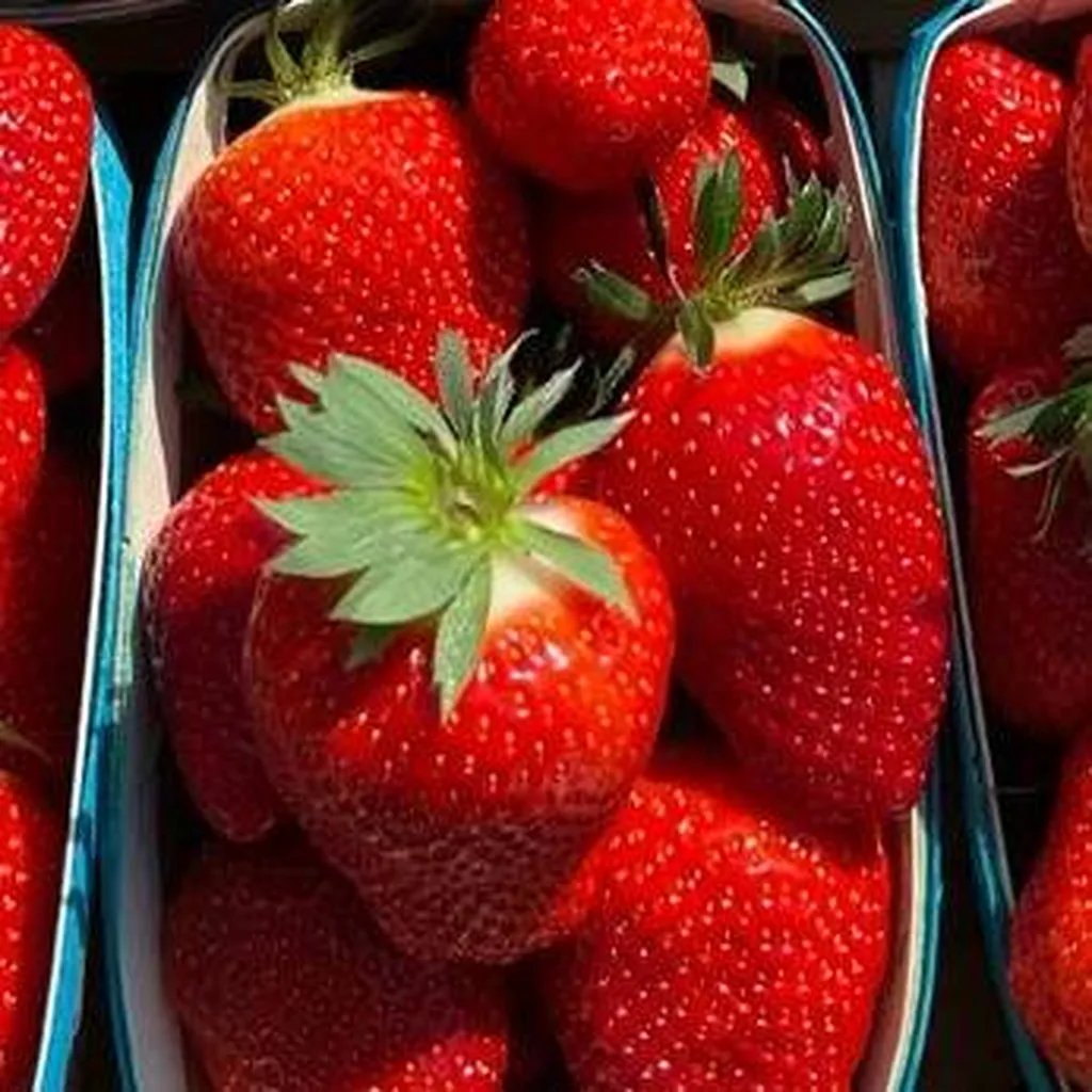 Fraise de Provence Pleine Terre en Click and Collect ou Livraison en RDV de Quartiers à Marseille