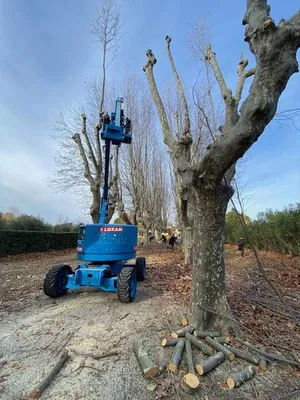 Entreprise professionnelle d'élagage à Saint-Rémy-de-Provence, 13210, offrant des services d'entretien d'arbres et de végétation dans les Alpilles