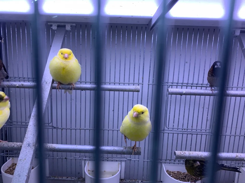 Acheter des oiseaux au Havre