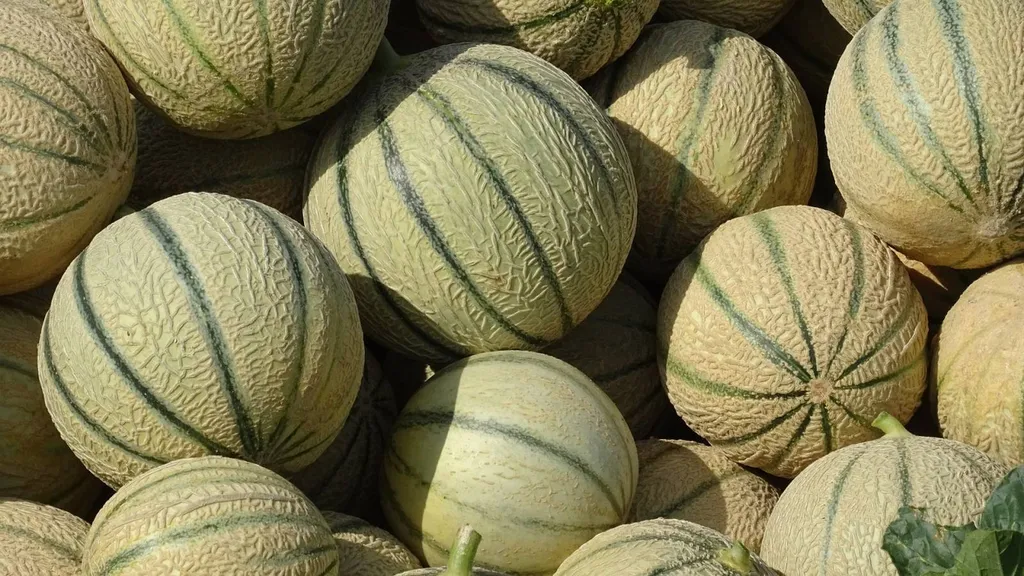 Livraison express de melons en Allemagne