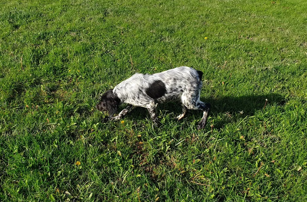 race EPAGNEUL BRETON à vendre à Avignon