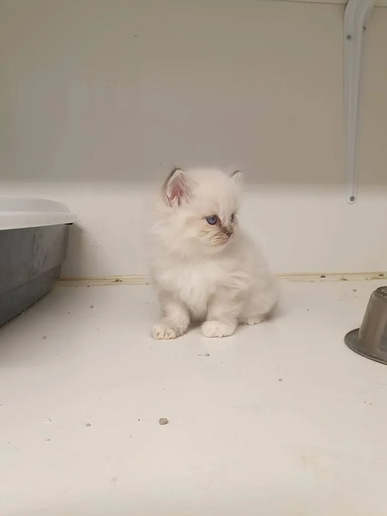 Chatons SACRE DE BIRMANIE à vendre inscrit au LOOF dans le Vaucluse