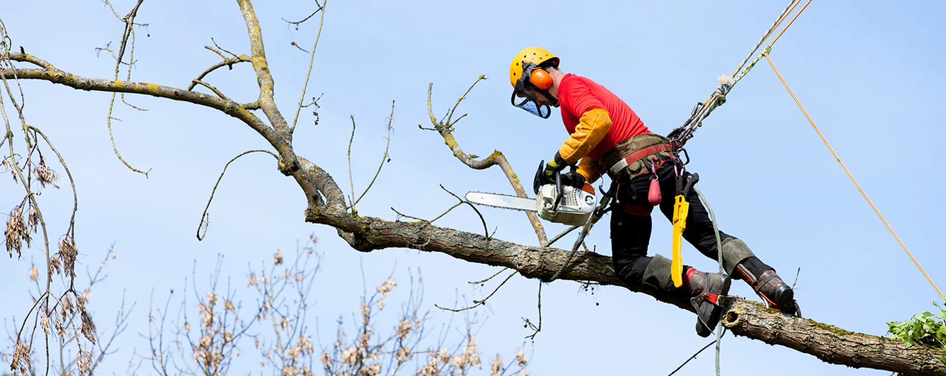 élagage d'arbre Lesparre Médoc
