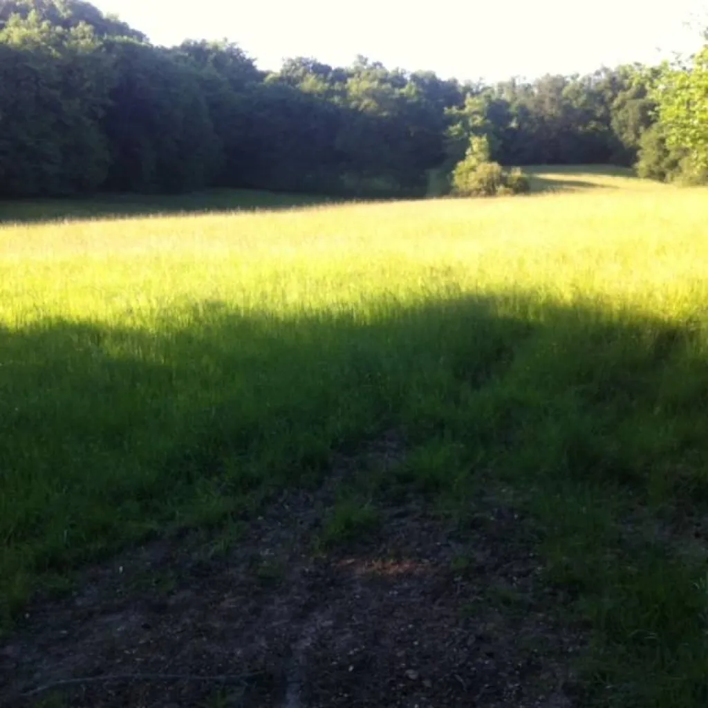 pension pré pour chevaux avec problèmes respiratoires bordeaux