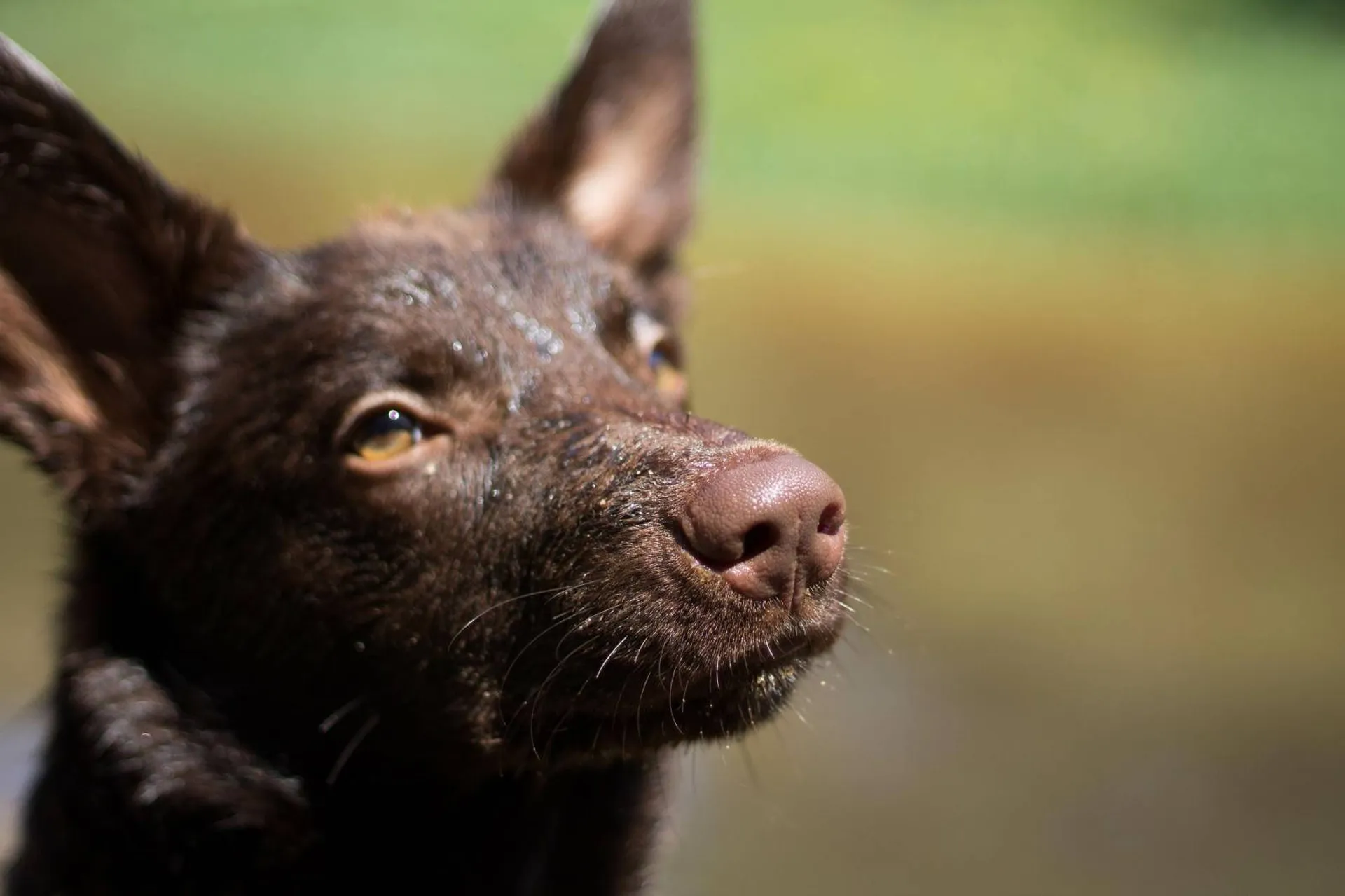 choisir son chiot avec un professionnel sur le bassin d'arcachon
