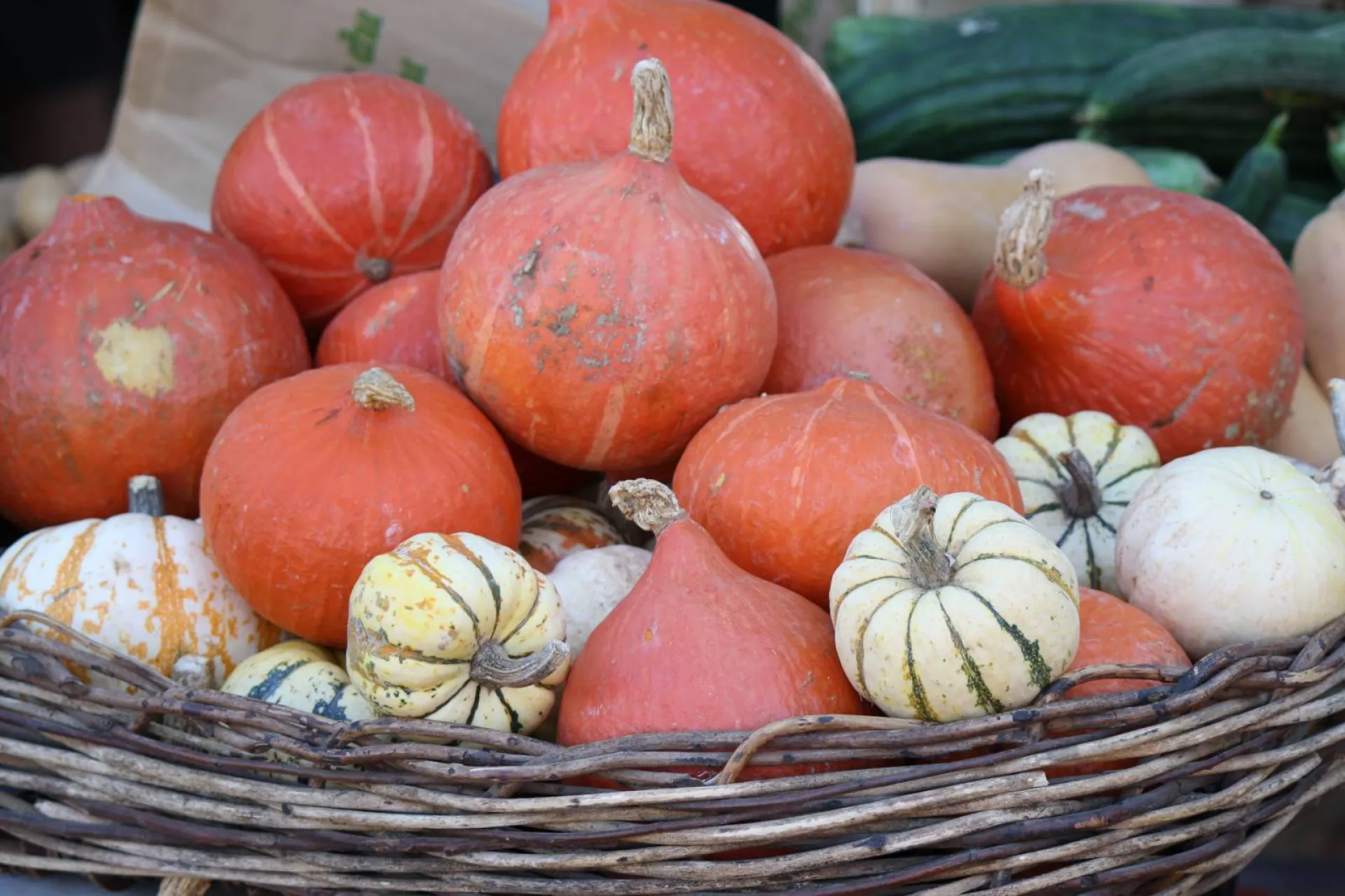 Les potimarrons haut en couleur à Ma Ferme Eguilles dans les bouches du rhône