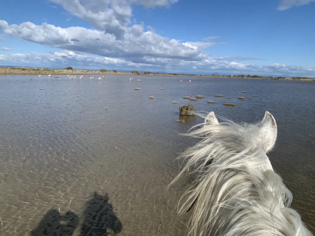 Balade à cheval de 1h30 à 2h en bord de mer en Camargue