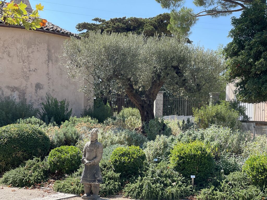 Plantation d’un olivier multicentenaire à la grue — Expertise et précision