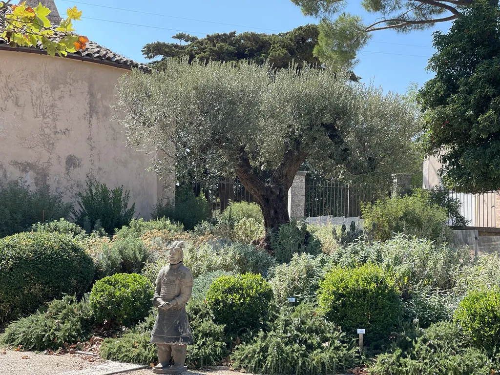 Plantation d’un olivier multicentenaire à la grue — Expertise et précision