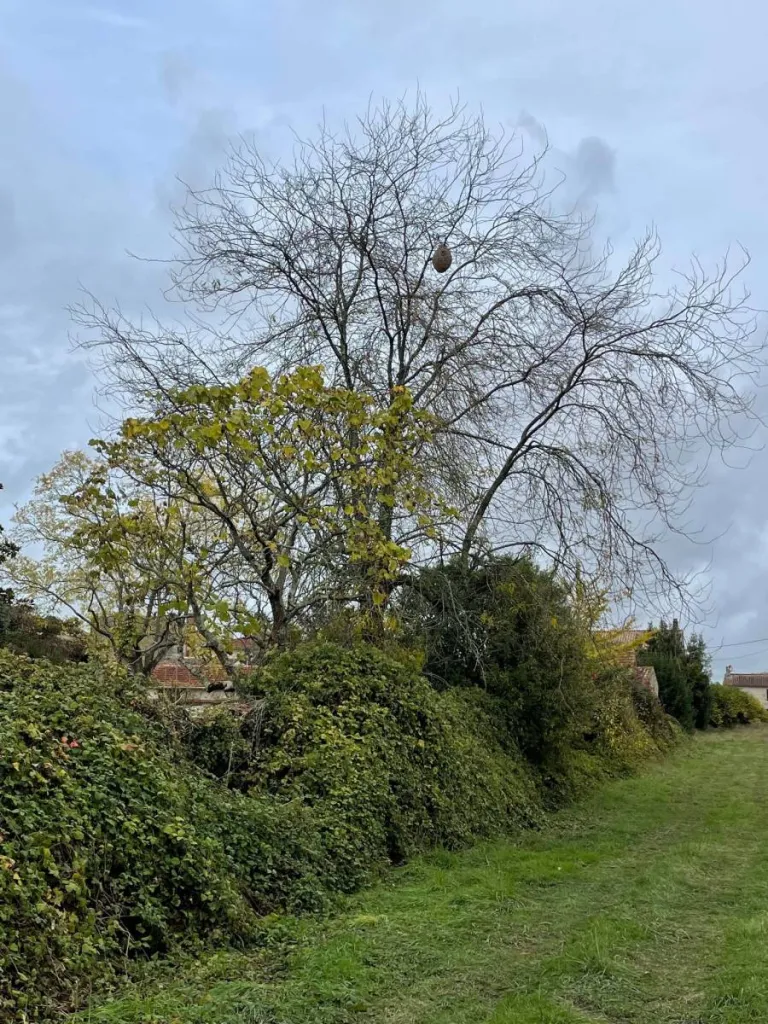 Nid de frelons asiatiques dans un arbre à Bégadan