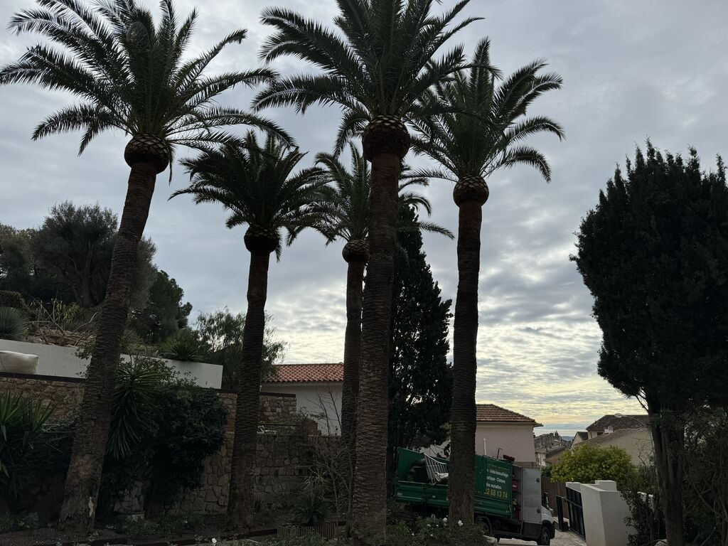 Elagage de palmiers phoenix de grande taille dans une villa à Toulon