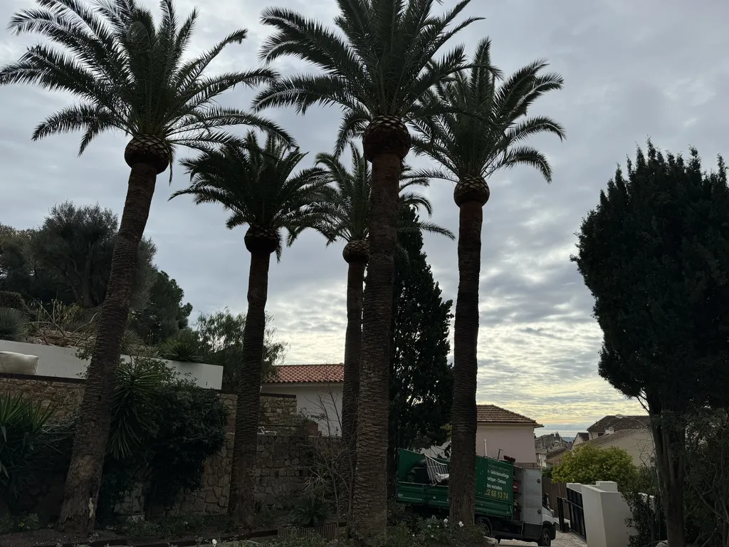 Elagage de palmiers phoenix de grande taille dans une villa à Toulon