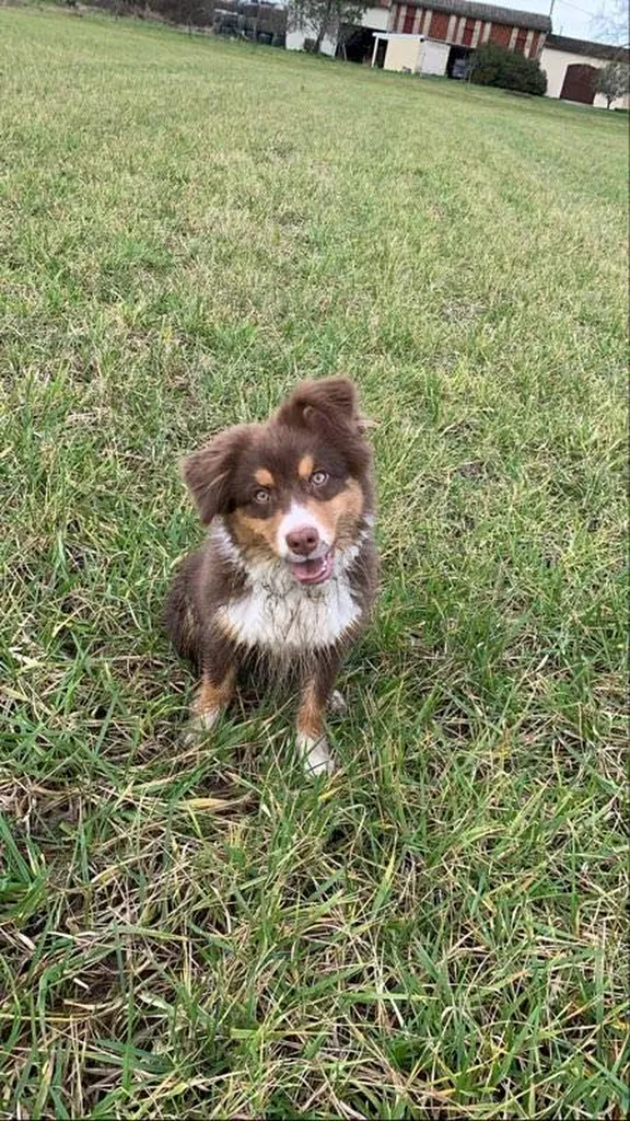 Dresser petits chiens sur bordeaux 33
