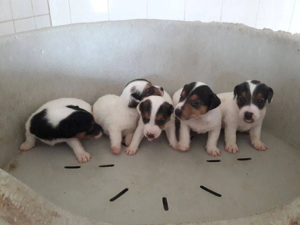 JACK RUSSELL TERRIER L.O.F. AVIGNON
