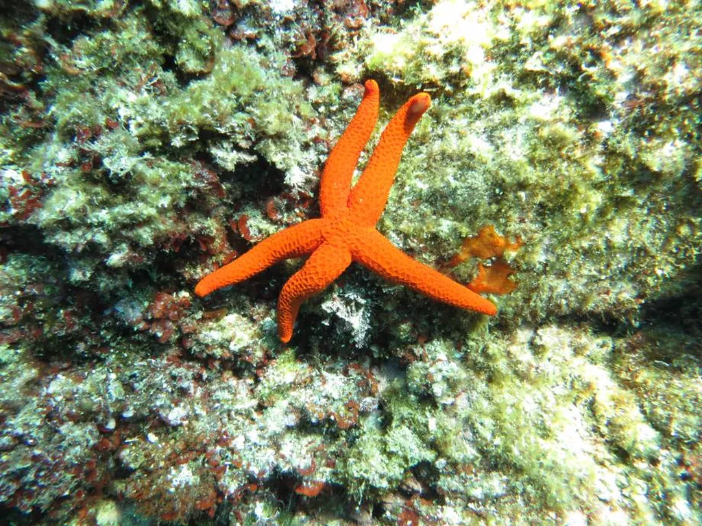 Visite bateau escales baignades