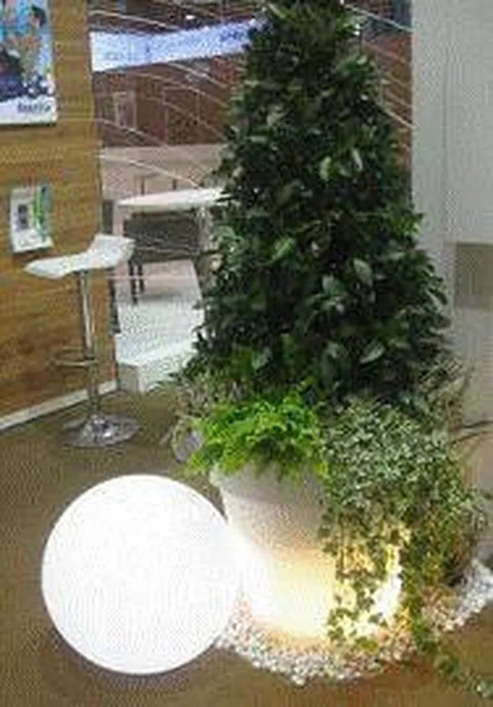 Location de Plante événementielle, ht 1.70M avec bac lumineux