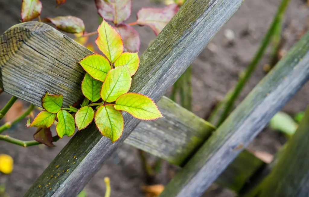 Traitement anti-moustiques et moustiques tigres pour jardins, terrasses et extérieurs à Launaguet et Fenouillet 