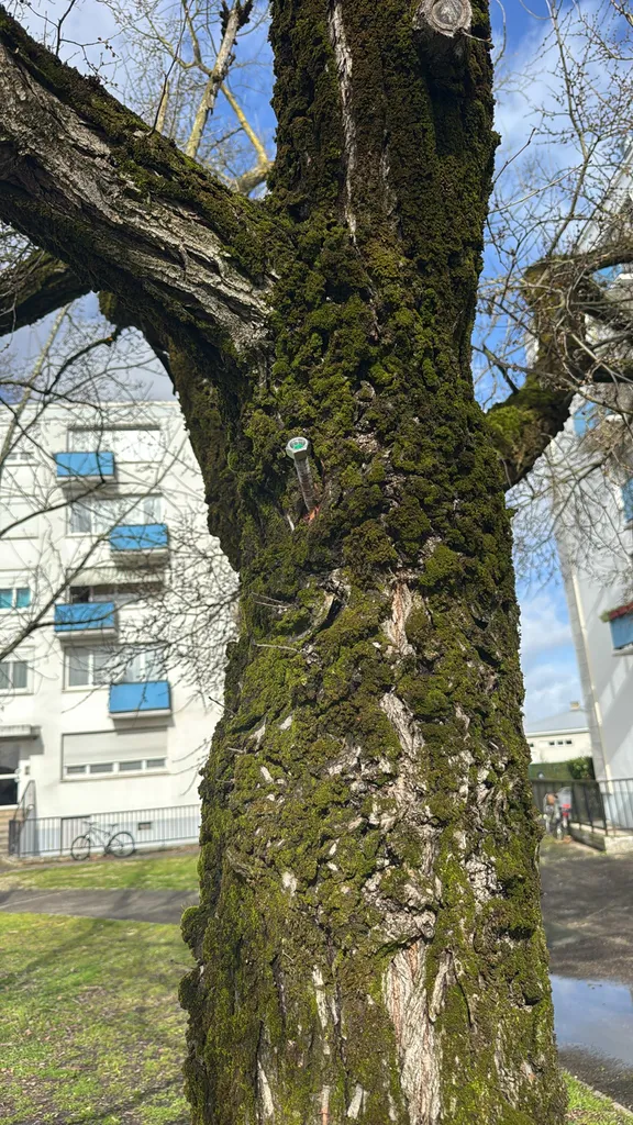 Brochage d'un arbre à Bordeaux