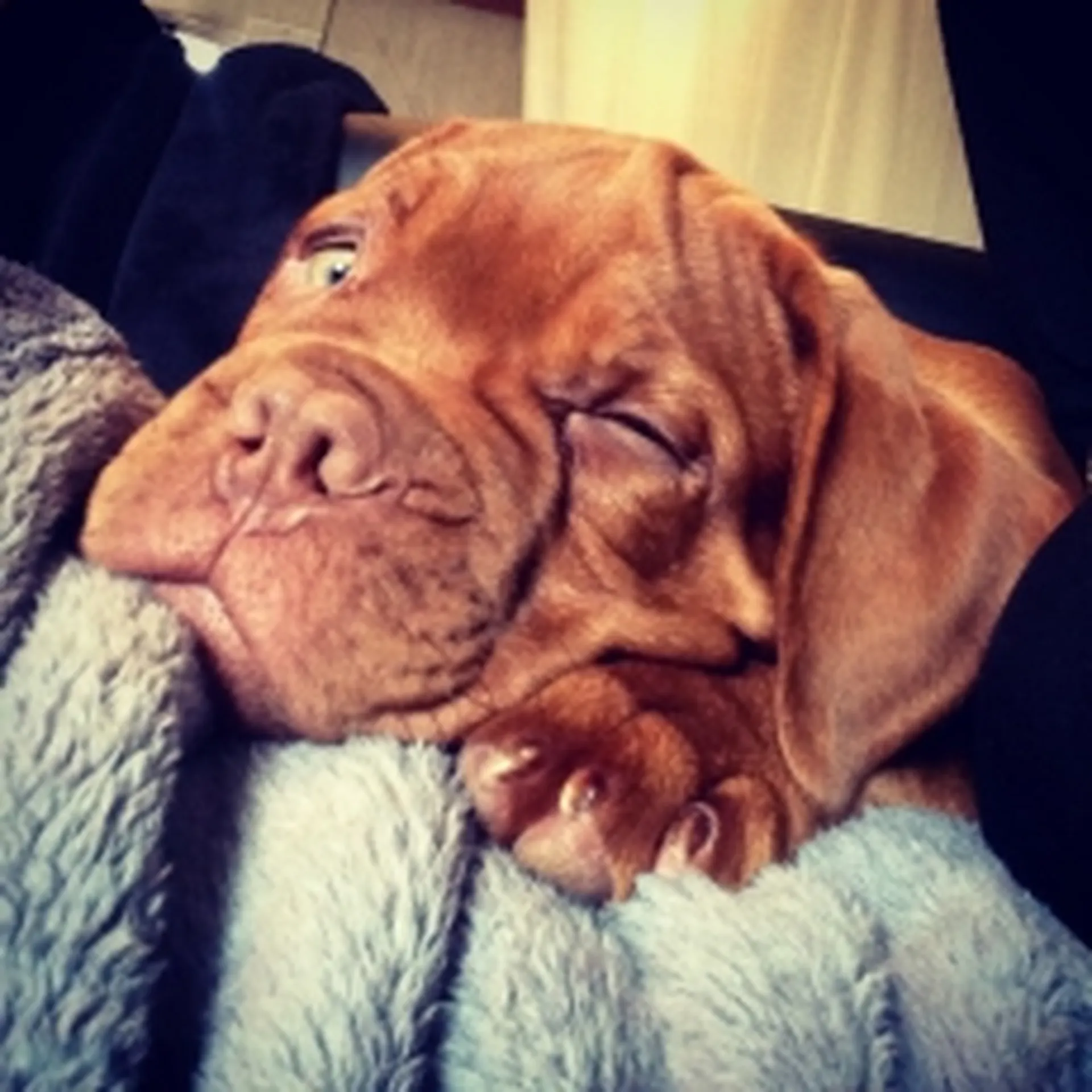 ou faire dresser mon chien a bordeaux