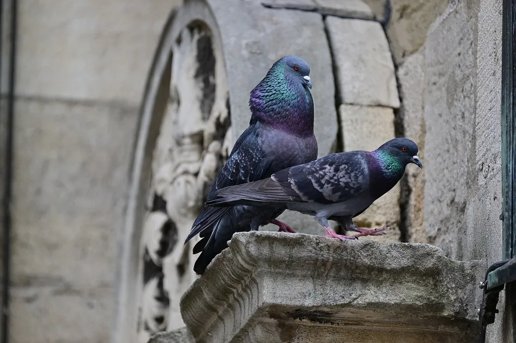 Dépigeonnage sur clochers d’églises à Rouen 76