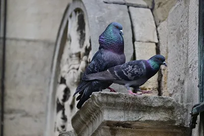 Dépigeonnage sur clochers d’églises à Rouen 76