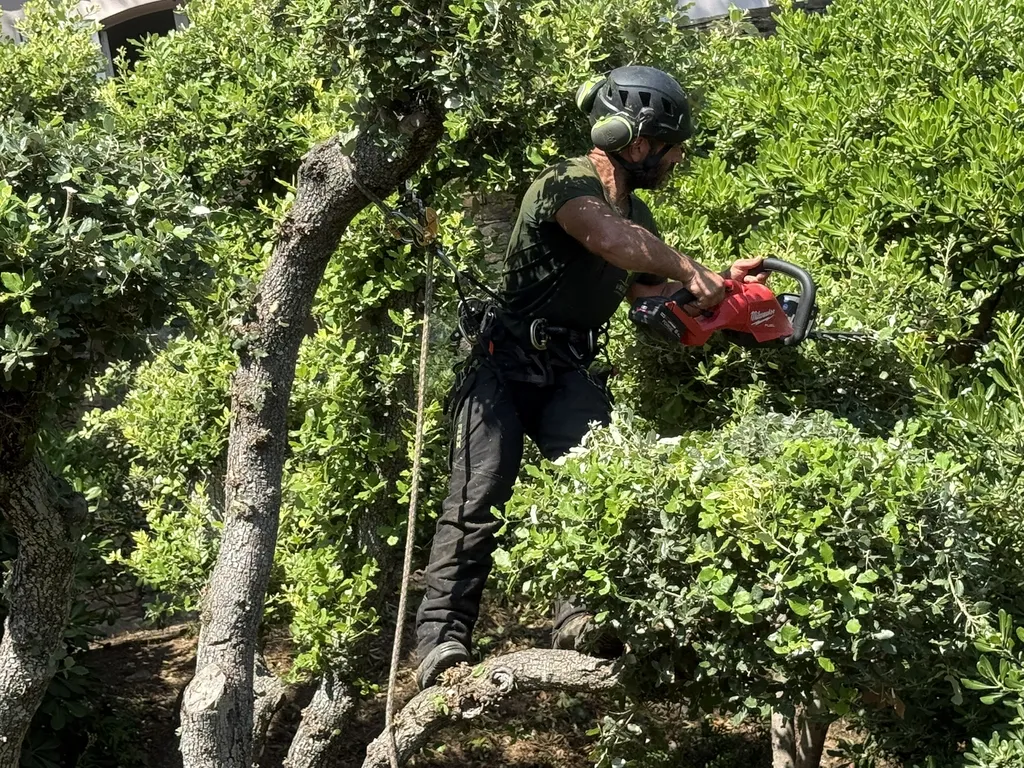 Taille en topiaire – entretien des chênes verts à Hyères