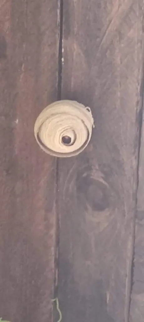 Nid de frelons asiatiques primaire à Martigues dans les bouches du Rhones (13)