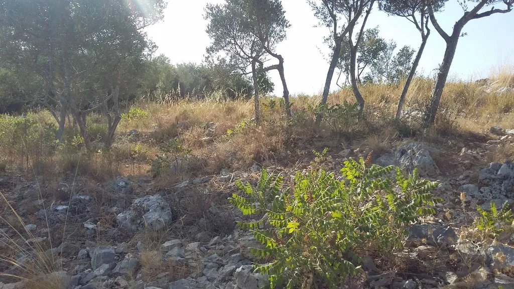 Terrain de 1000 m² - CUERS