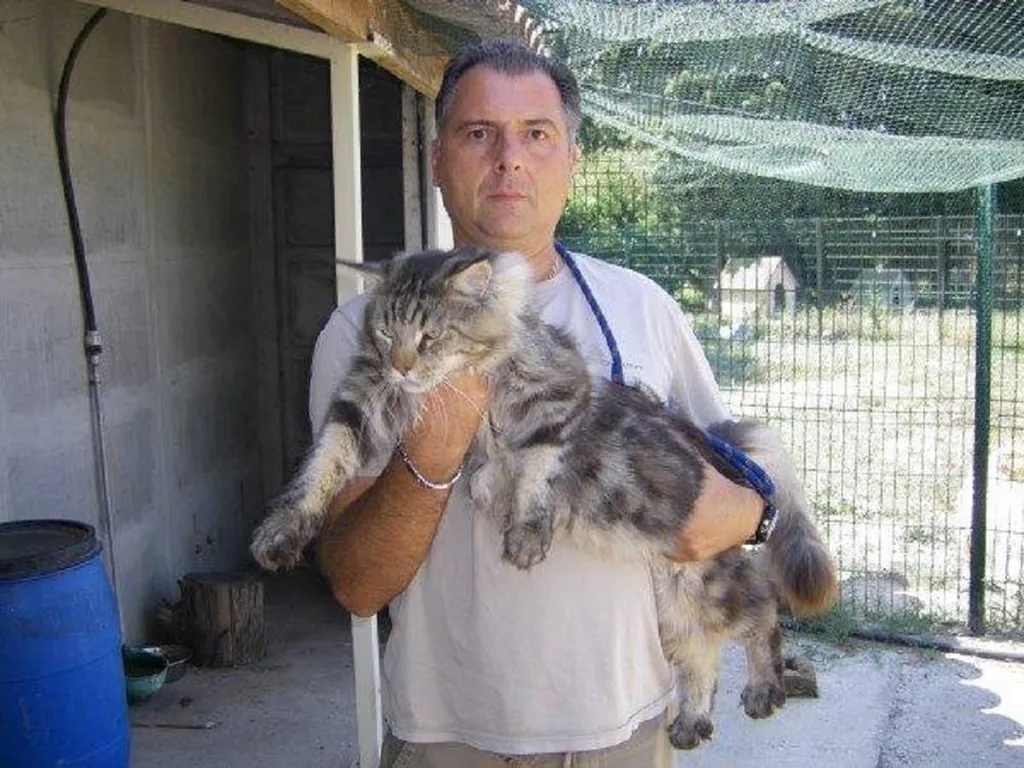 Chat Maine Coon Vaucluse