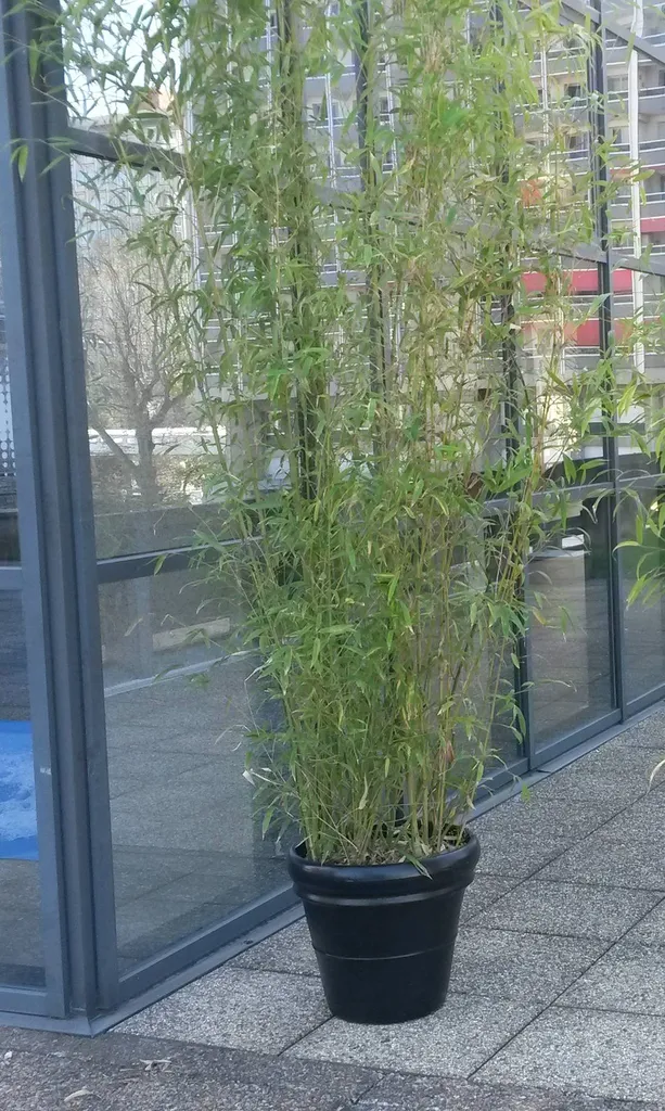 Location de Bambou Naturel (Ht 3,00 m) - Décoration Végétale Haute Taille & Entretien Inclus