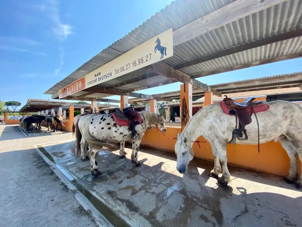 Pension pour chevaux en Camargue avec prés sécurisés, paddocks, boxes confortables et suivi quotidien professionnel pour votre cheval