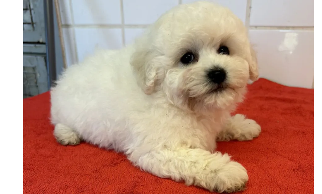 Portée de chiots Bichon Frisé LOF – Tallia & Oupy
