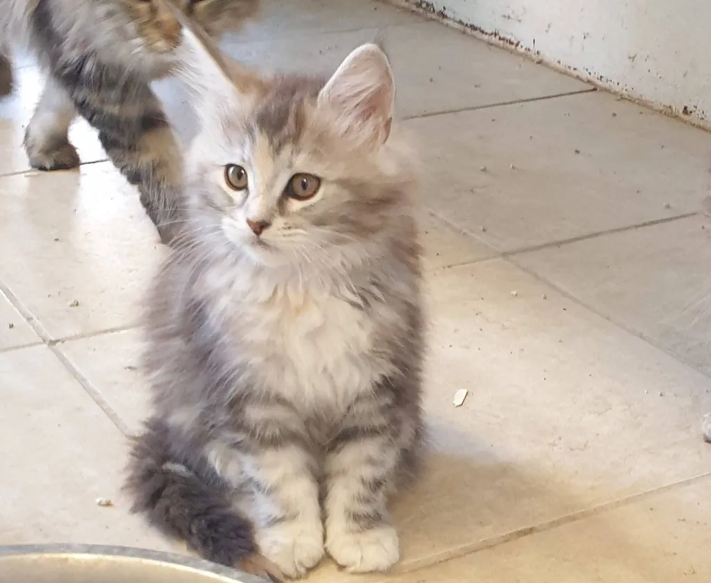 CHATONS MAÏNE COON SUD DE LA FRANCE