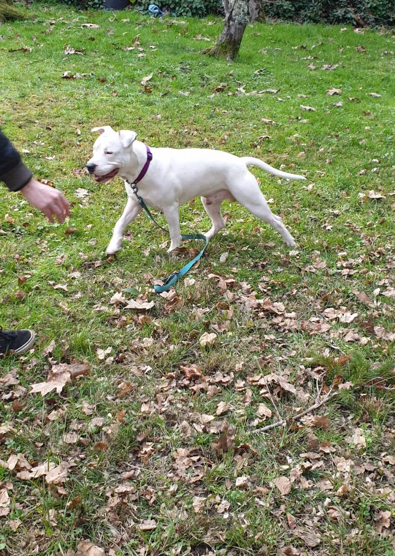 Permis de chiens de catégorie un et deux Biganos, Mios, Lanton