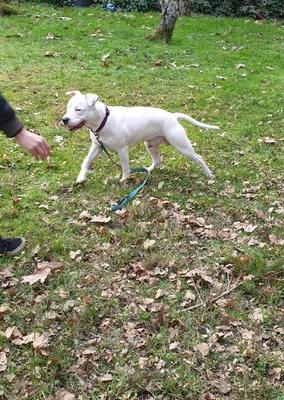 Permis de chiens de catégorie un et deux Biganos, Mios, Lanton