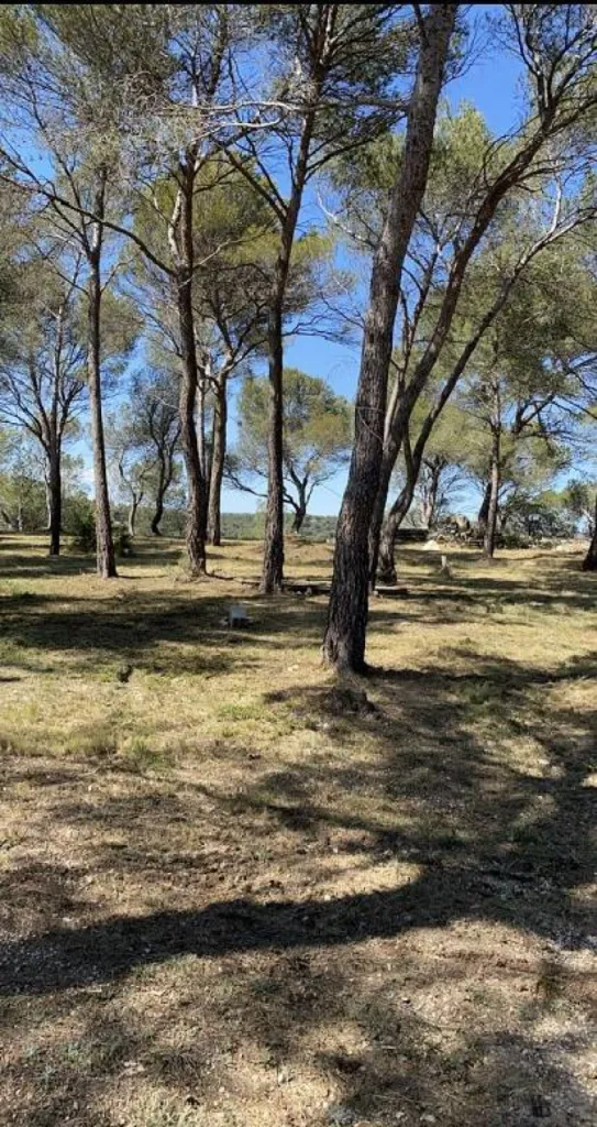 Débroussaillement préventif contre incendie dans une pinède à Ventabren