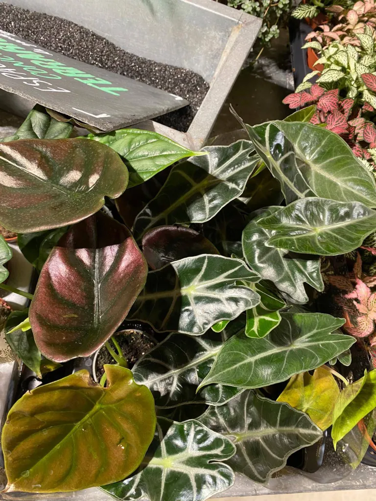 VÉGÉTAUX D'INTÉRIEUR