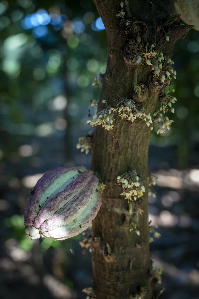 De Madagascar à Marseille, l’histoire d’un chocolat d’exception né d’un amour pour la terre et les hommes