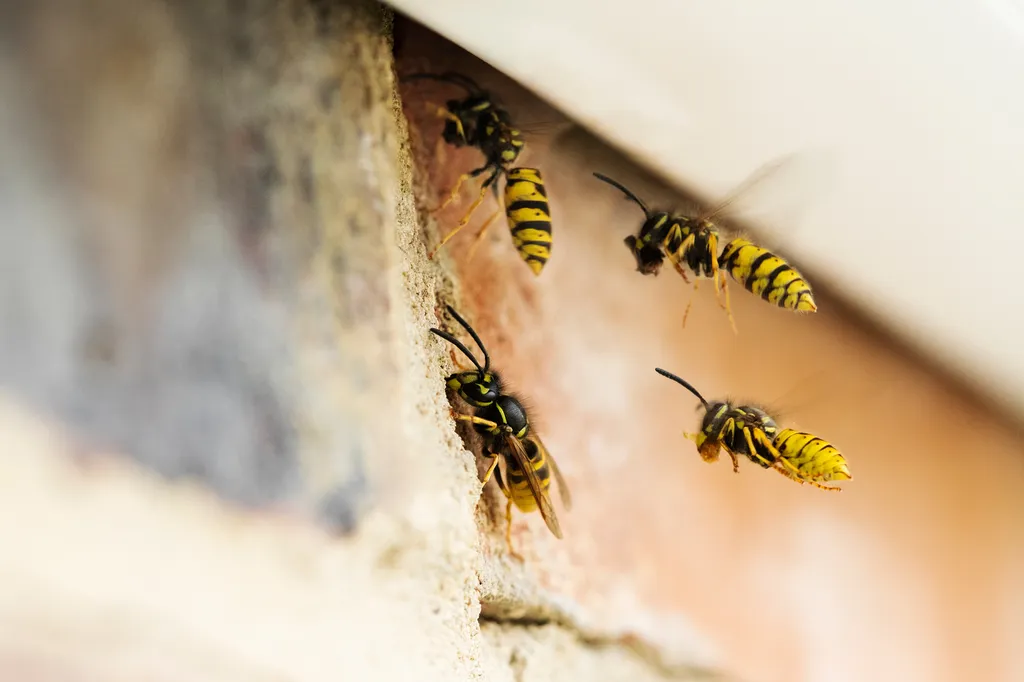 Sociète de traitement de nid de guêpes dans mes combles perdus pour une pulvérisation de poudre insecticide sous toiture à Villars-les-Dombes dans l'Ain