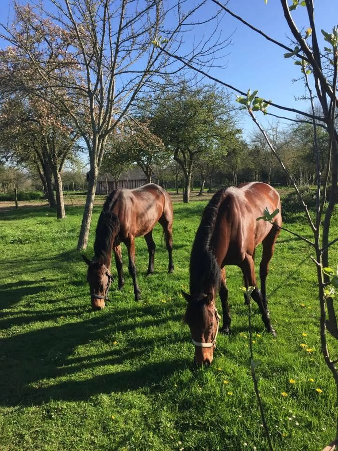 Maison de Maitre en briques, région Lisieux, 14100