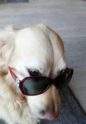 meilleur comportementaliste du chien et chiot en région Bordelaise 